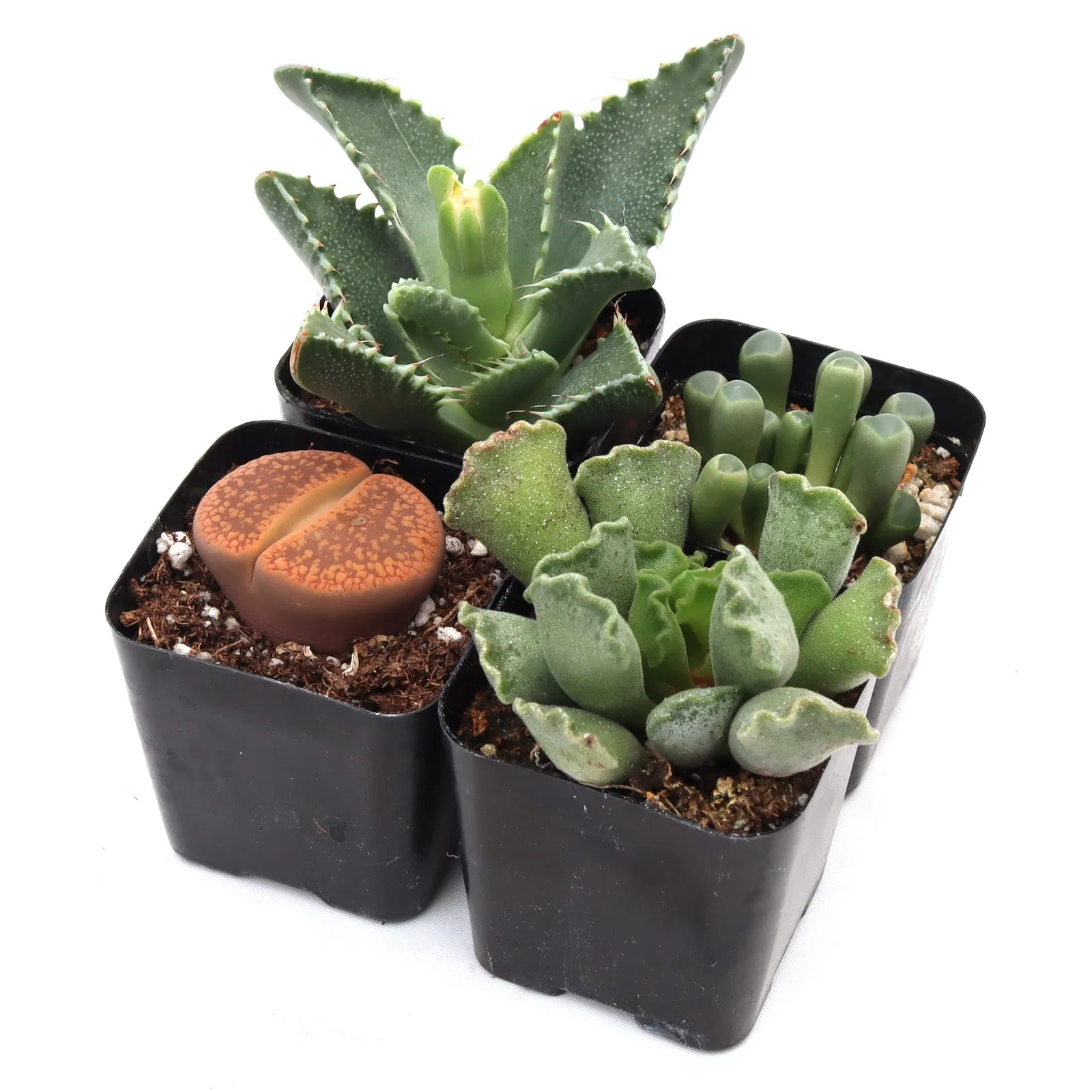 'Weirdo' Succulent Pack