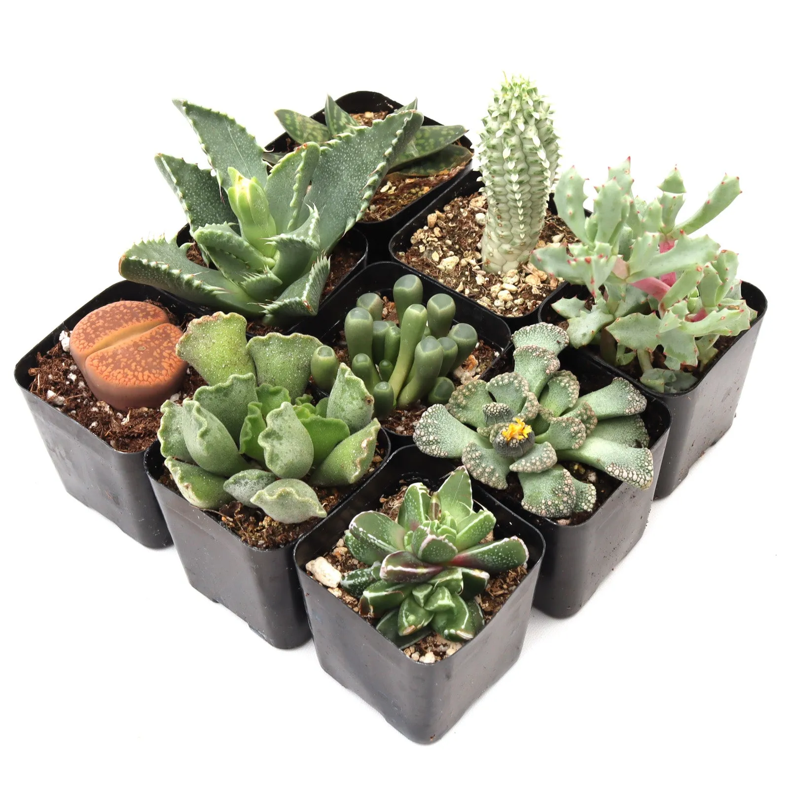 'Weirdo' Succulent Pack