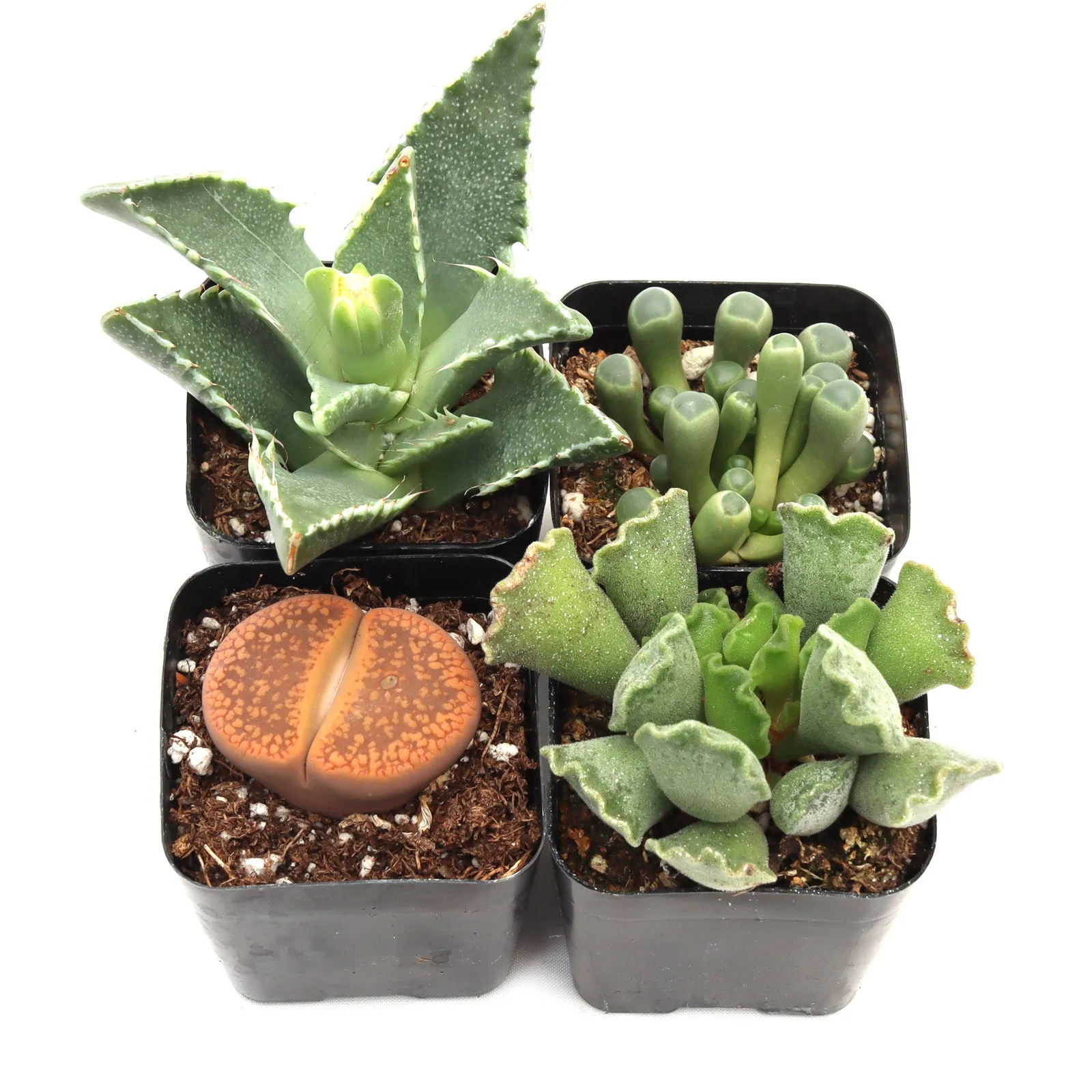 'Weirdo' Succulent Pack