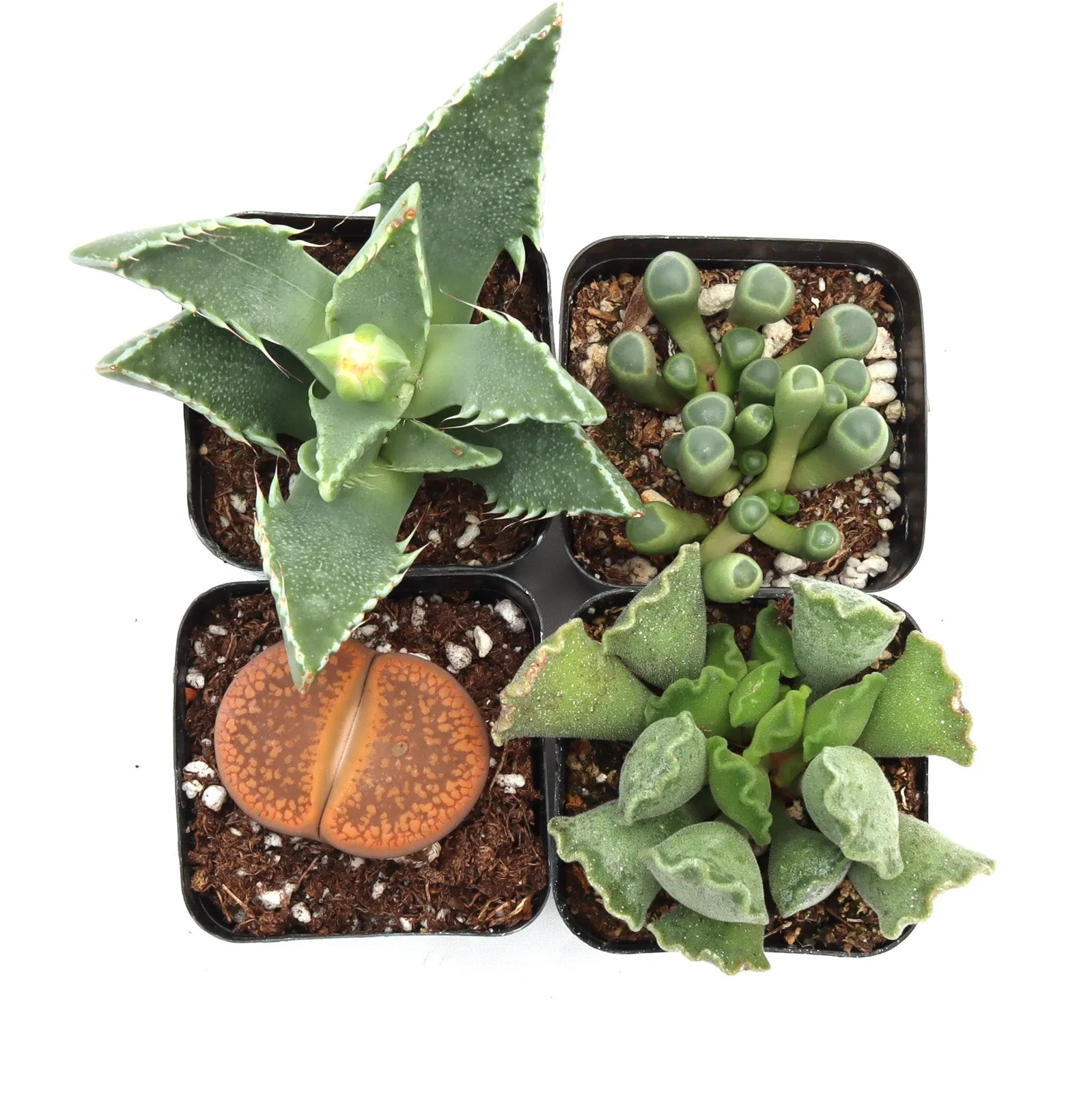 'Weirdo' Succulent Pack