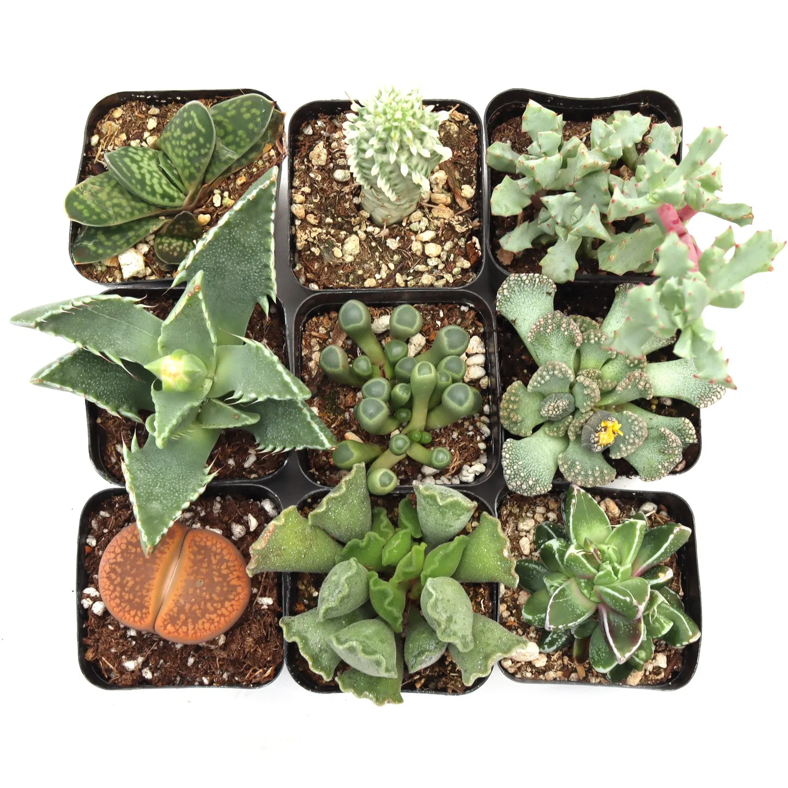 'Weirdo' Succulent Pack